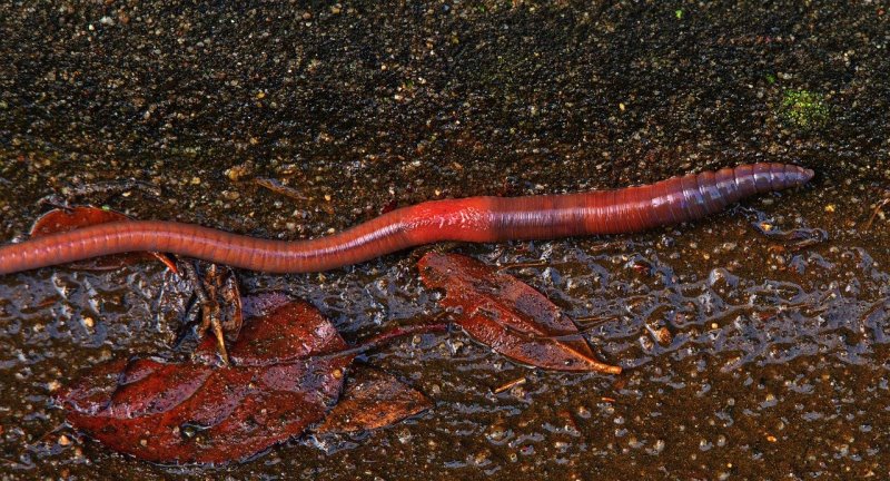 Kompostwurm