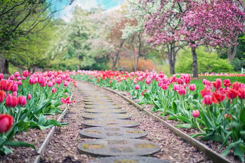 Tulpen in einem Garten