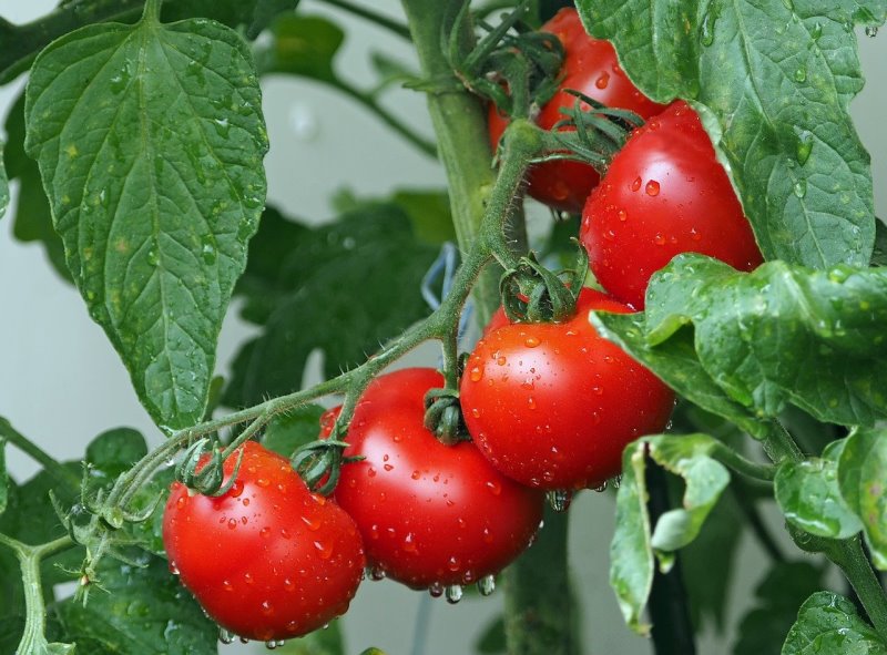 Tomaten im eigenen Garten pflanzen - Heimwerkerzeit.de