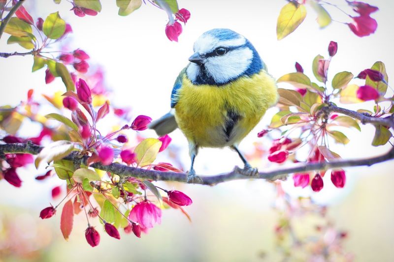 Vogel im Frühling